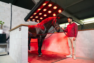 A horse stands with a man during a rehabilitation session under red infrared lamps, focusing on the...