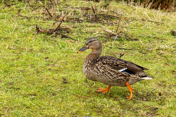 duck in the grass