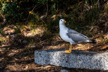 Gaviotas en las Islas Cies.