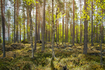 beautiful forest scenery with sunshine.