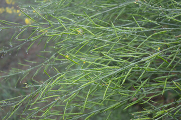 Dew droplets on green mustard pod in the field after the night.