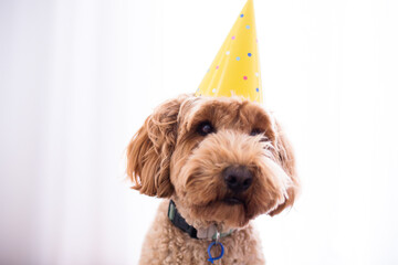 funny photo of a dog wearing a party hat
