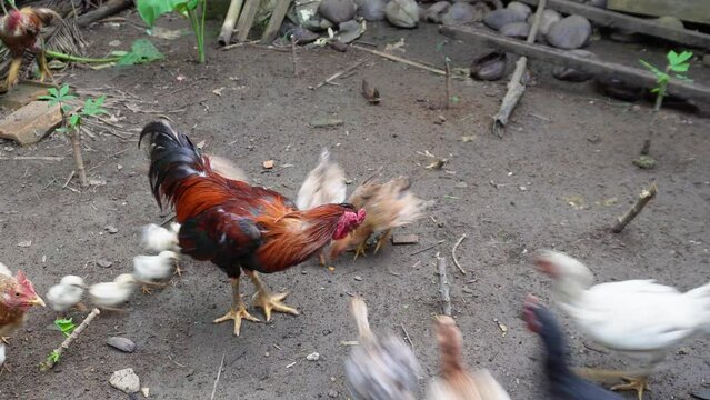 4K video of animal competition. Chicken fighting to grab food.