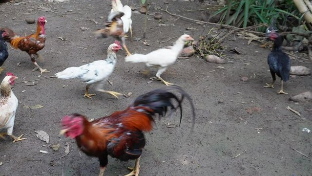 Animal competition. Chicken fighting to grab food. Commensalism symbiosis in 4K video.