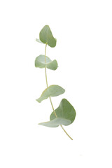 Green eucalyptus leaves isolated on a white background. Aromatherapy.Beautiful eucalyptus branches. Bouquet. Place for text, copy space, mockup