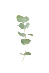 Green eucalyptus leaves isolated on a white background. Aromatherapy.Beautiful eucalyptus branches. Bouquet. Place for text, copy space, mockup