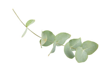 Green eucalyptus leaves isolated on a white background. Aromatherapy.Beautiful eucalyptus branches. Bouquet. Place for text, copy space, mockup