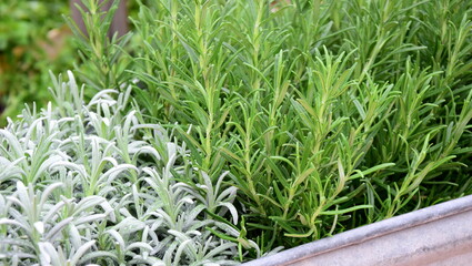 Background and texture of fresh green herbs in herb garden, rosemary, lavender, healthy cuisine