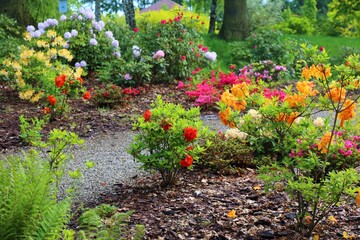 Azaleas in botanical garden in Poland