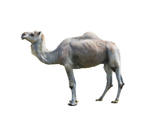 camel (cameius dromedarius) isolated on white background