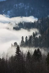 Zelfklevend Fotobehang Mistig bos Forest landscape in late autumn or early spring. Morning fog descended on the forest in the highlands