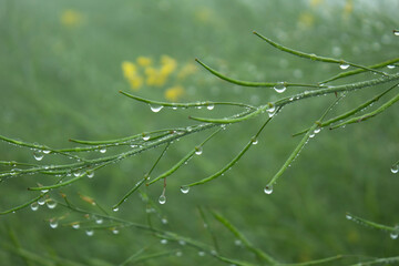 Dew droplets on the green mustard pod in the morning, India.