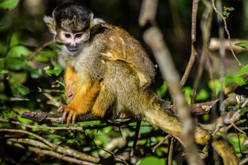 Naklejka na ściany i meble monkey in the forest, south africa
