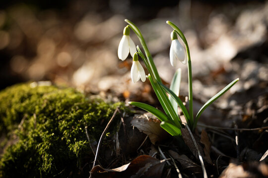 First snowdrops in the forest
