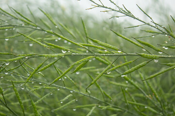 Dew droplets on the green mustard pod in the morning, India.