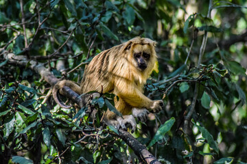 monkey in the forest, south africa