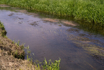 Underwater Grass, Long Seaweed in Dark River Water, Overgrown Stream with Algae, Grass Waving in Water