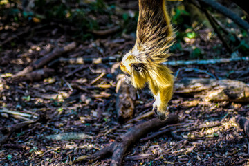 Obraz premium monkey in the forest, south africa