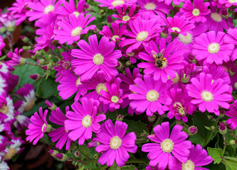 colorful yellow, pink, green flowers with bees in pollination