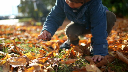 Child gathers autumn dry leaves from ground. one small boy wearing jacket enjoys fall season,...