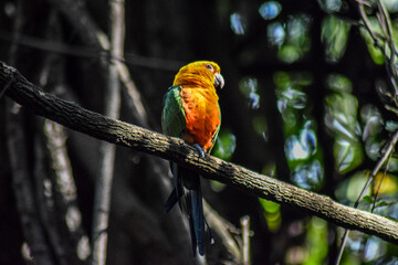 colorful bird in south africa