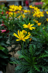 colorful yellow, pink, green flowers with bees in pollination