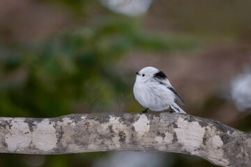 冬のシマエナガ