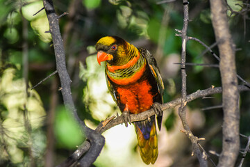 colorful bird in south africa