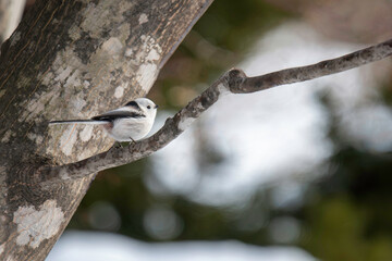 冬のシマエナガ