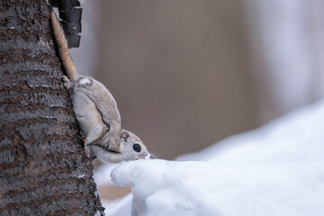 雪を食べるエゾモモンガ