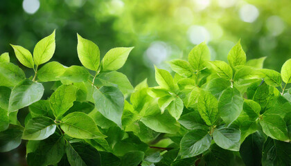 Fototapeta na wymiar Closeup green leaves background, Overlay fresh leaf pattern, Natural foliage textured and background
