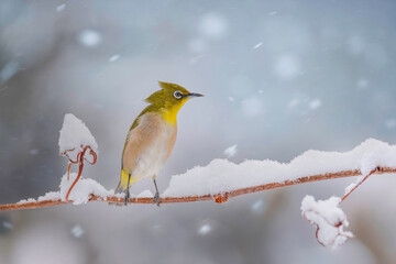 雪の日のメジロ