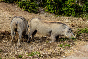 warthog in the forest