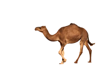 Foto op Plexiglas camel isolated on white © Roza