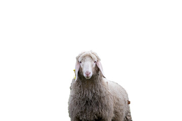 sheep looking up  isolated on white background	PNG