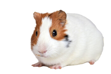 country pig on white background