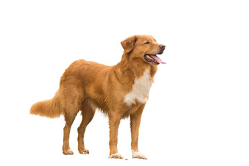 golden retriever dog isolated on white - obrazy, fototapety, plakaty
