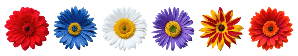 Gartenposter Beautiful many coloured blooming daisy or chamomile flowers set isolated on transparent background. Generative AI  © Nabarun
