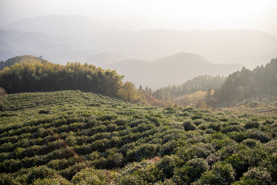 Tea plantation in Moganshan, China