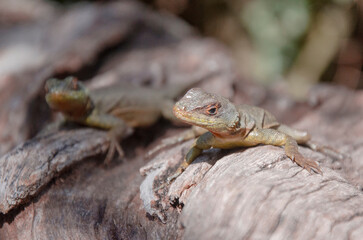 lizard on the stone