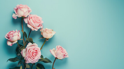 Pale pink roses and buds with gypsophila on a turquoise background, copy space, floral mockup.