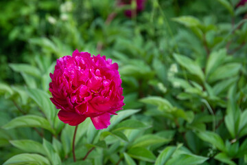 Beautiful Peony flower in the spring