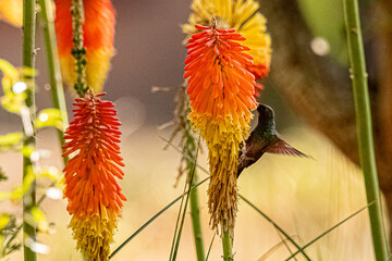 El colibrí de Ana ​ es una especie de ave de la familia de los colibrís (Calypte anna) © JP STUDIO