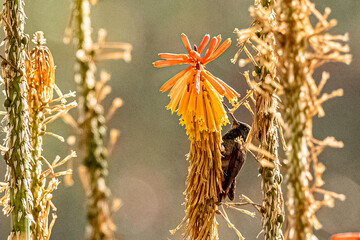 El colibrí de Ana ​ es una especie de ave de la familia de los colibrís (Calypte anna) © JP STUDIO