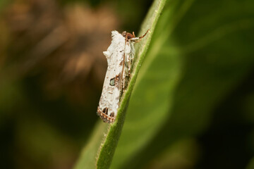 Details of a white moth on a green leaf