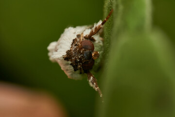 Details of a white moth on a green leaf