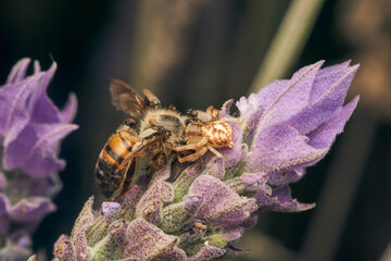 A spider eating bee perched on a violet flower