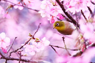 満開の桜と可愛いメジロ