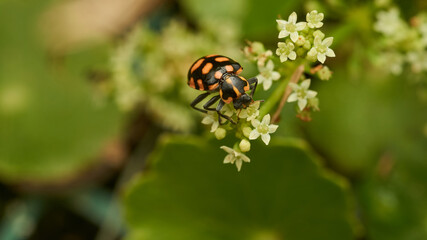 An orange ladybug perched on some white flowers