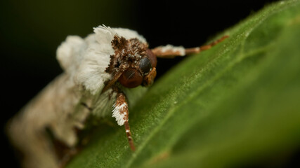 Details of a white moth on a green leaf
